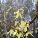Forsythia ovata P1B